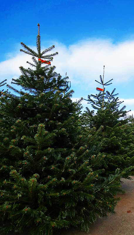 Nordmanntanne als Weihnachtsbaum